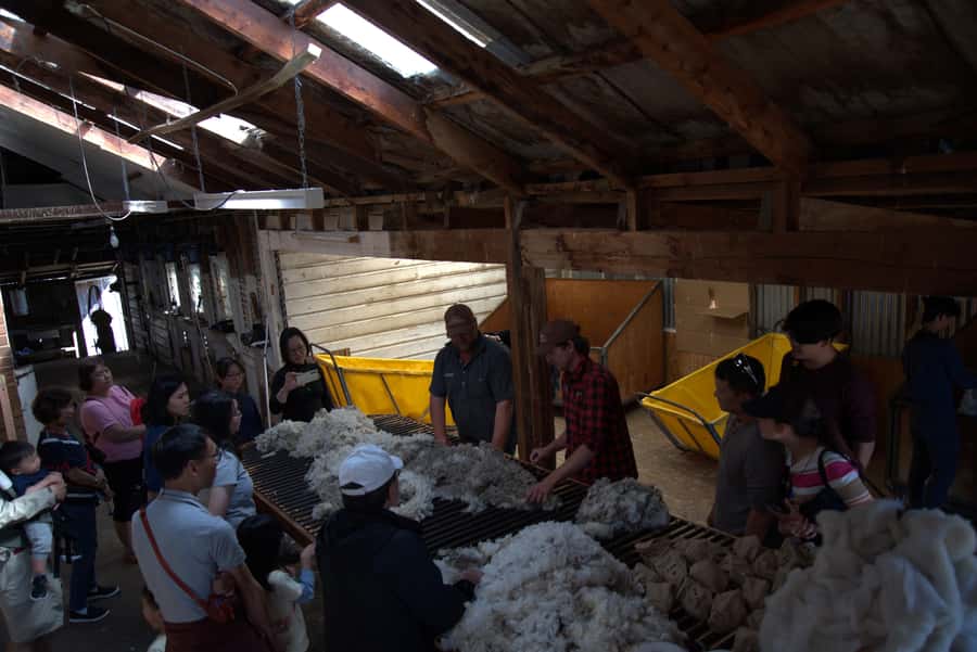 Tekapo: Merino Sheep Shearing and Sheepdog Demonstration - Is $59 a fair price?