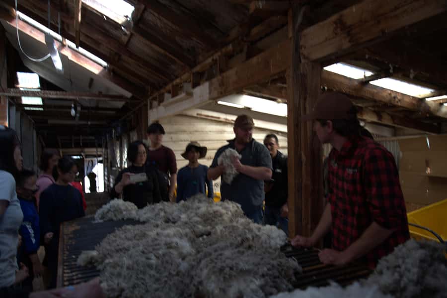 Tekapo: Merino Sheep Shearing and Sheepdog Demonstration - Who should book this experience?