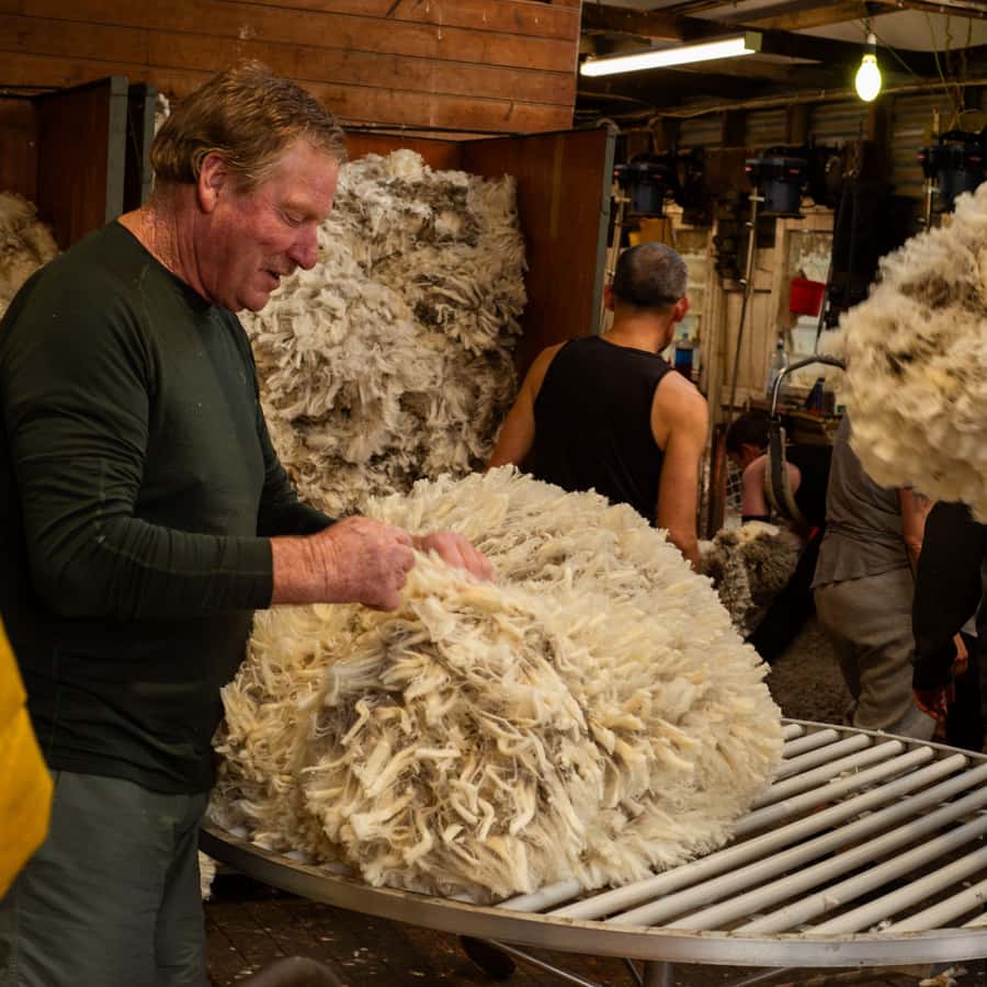 Tekapo: Merino Sheep Shearing and Sheepdog Demonstration - The Merino shearing demonstration