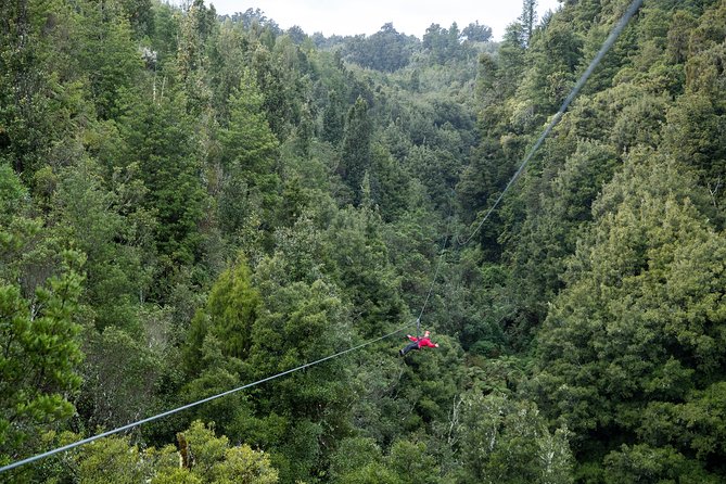 The Ultimate Canopy Zipline Experience Private Tour From Auckland - What this Auckland to Rotorua day actually involves
