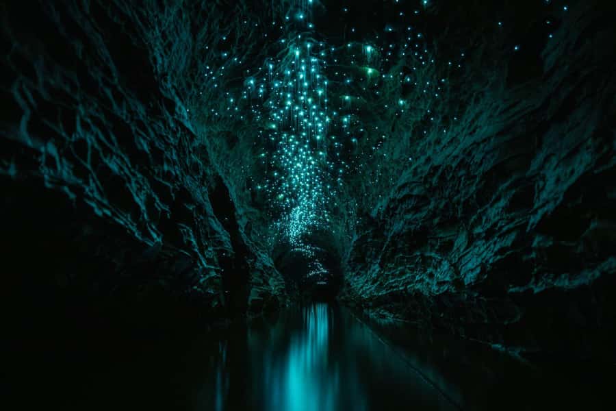 The Waitomo Experience : Okohua Glowworm Cave Tour - The glowworm ceiling in complete darkness