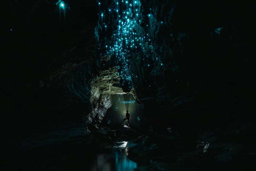 The Waitomo Experience : Okohua Glowworm Cave Tour - The bush walk and cedar hot tub finish