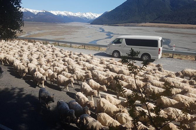 Tranz Alpine Train Tour - A homemade picnic in the mountains