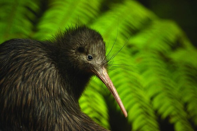 Twilight Wild Kiwi Bird Encounter Private Tour - Matakana dinner beside the river