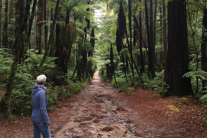 Volcanic Rotorua Day Trip from Auckland - What the small van changes