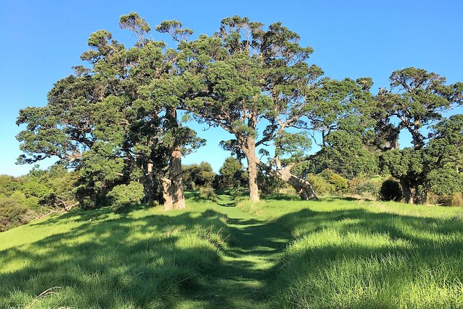 Waiheke Island Bush & Beach Walk - Starting at Matiatia with the ferry behind you