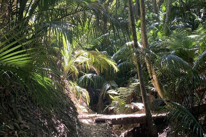 Waiheke Island Bush & Beach Walk - A guide-led walk without the navigation work
