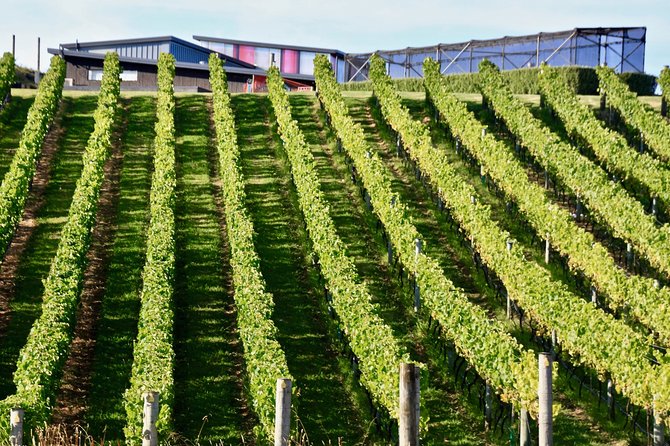 Waiheke Island - Fly and Dine (from North Shore Airport) - Returning by ferry, with room to stay longer