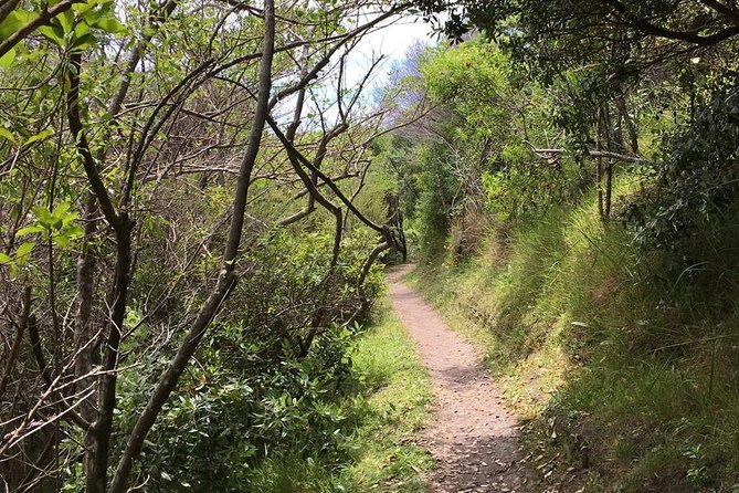 Waiheke Island Vineyards and Bush Walk - Through regenerating bush to the first big views