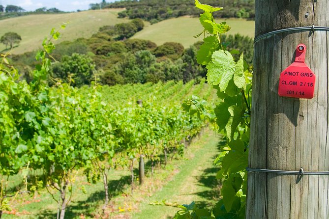 Waiheke island Wine Tours - PREMIUM wine tasting MAX 11 clients ! - The late lunch in Oneroa