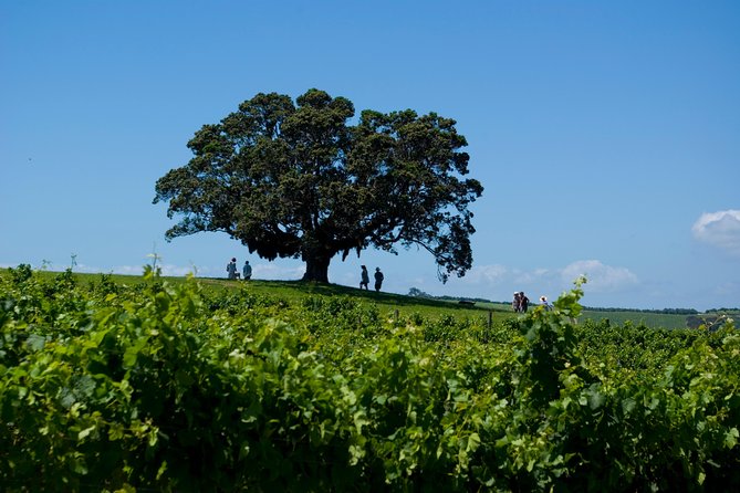 Waiheke island Wine Tours - PREMIUM wine tasting MAX 11 clients ! - What the $155.14 price includes