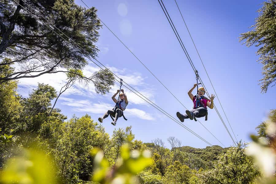 Waiheke Island: Zipline and Native Forest Adventure Trip - Key points at a glance