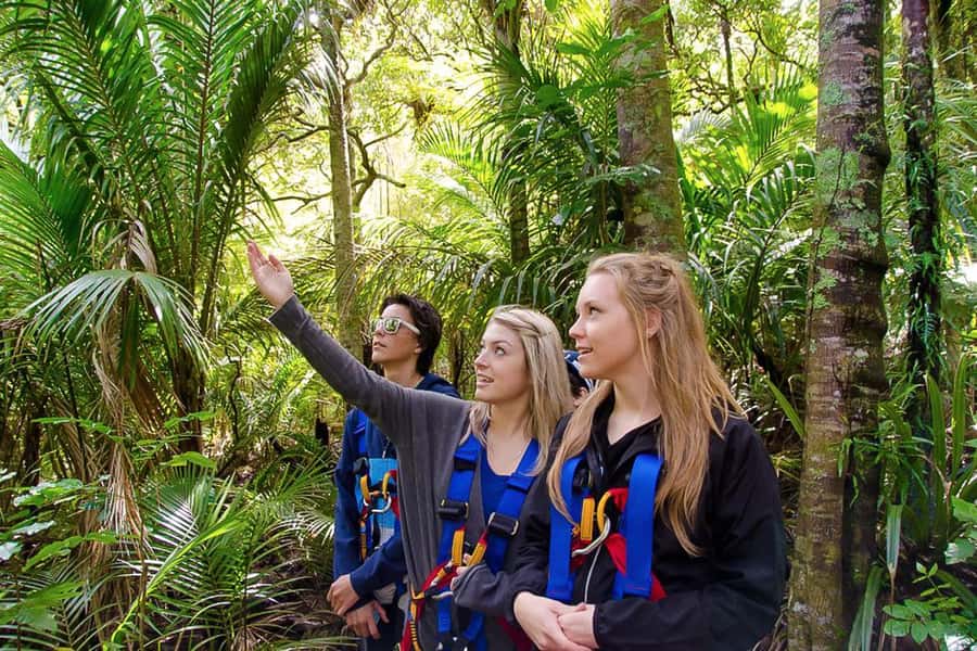 Waiheke Island: Zipline and Native Forest Adventure Trip - Price, timing, and what to bring