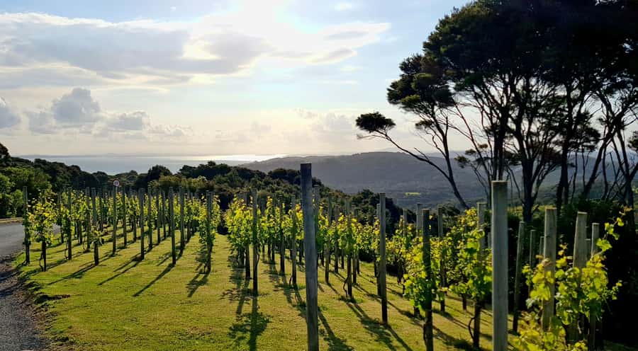 Waiheke: Scenic Taste and Graze Tour with Wine, Whisky, Beer - Who will enjoy this half-day tour