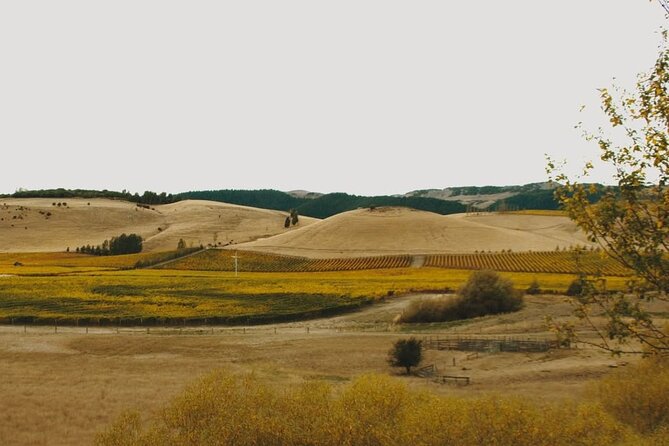 Waipara Valley Winery Tour Wine Tastings and Scenic Views - Pegasus Bay sets the tone with wine and a deli