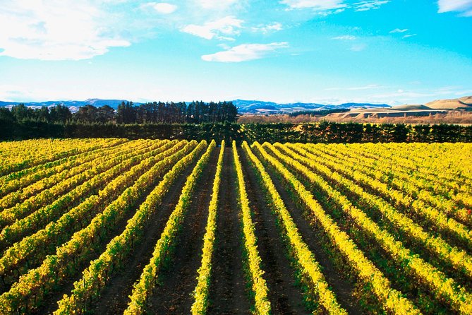 Waipara Wine Tour from Christchurch - including Lunch & Tastings - Pegasus Bay and the final tasting