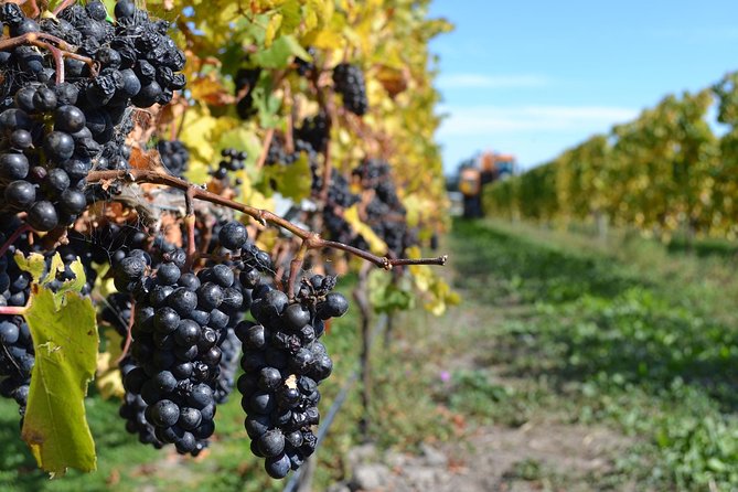 Waipara Wine Tour from Christchurch - including Lunch & Tastings - The guides make or break the afternoon