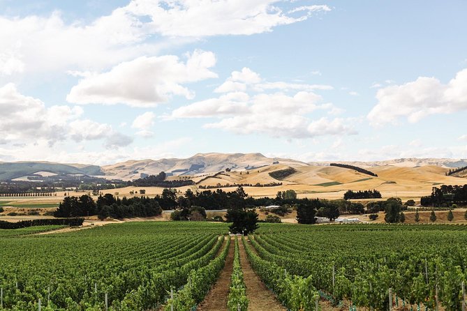 Waipara Wine Tour from Christchurch - including Lunch & Tastings - Is $117.91 good value?