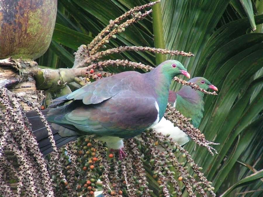 Waitakere Ranges Wilderness Experience Tour from Auckland - Booking details worth knowing