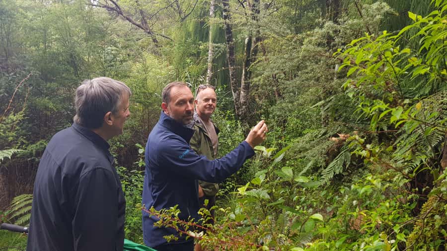 Waitakere Ranges Wilderness Experience Tour from Auckland - A short rainforest walk among kauri and tree ferns