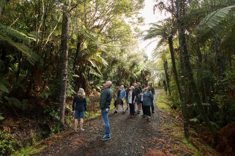 Waitakere Ranges Wilderness Experience Tour from Auckland - Tea, biscuits, and Manuka honey at the beach