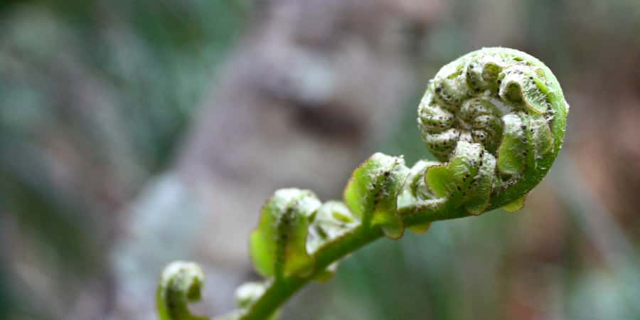 Waitakere Ranges Wilderness Experience Tour from Auckland - Who will enjoy this tour most