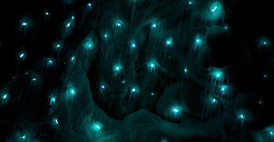 Waitangi: Kawiti Glow Worm Cave & Opua Kauri Forest Walk - Why the Kawiti Cave visit is the heart of the day