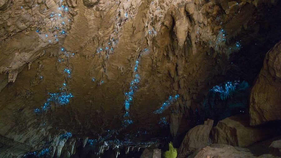Waitangi: Kawiti Glow Worm Cave & Opua Kauri Forest Walk - Kawakawa’s Hundertwasser stop
