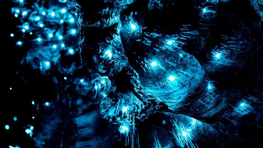 Waitangi: Kawiti Glow Worm Cave & Opua Kauri Forest Walk - Practical details that affect your day