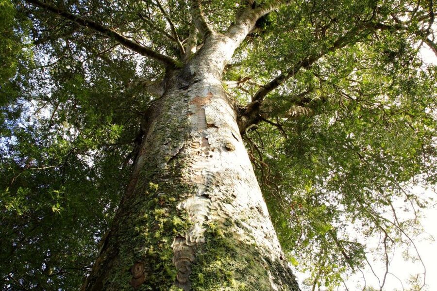 Waitangi: Kawiti Glow Worm Cave & Opua Kauri Forest Walk - Should you book Kawiti Cave and Opua Forest?