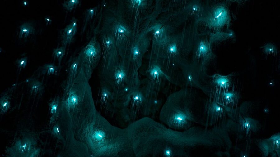 Waitangi: Kawiti Glow Worm Cave & Opua Kauri Forest Walk - The drive from Waitangi or Paihia