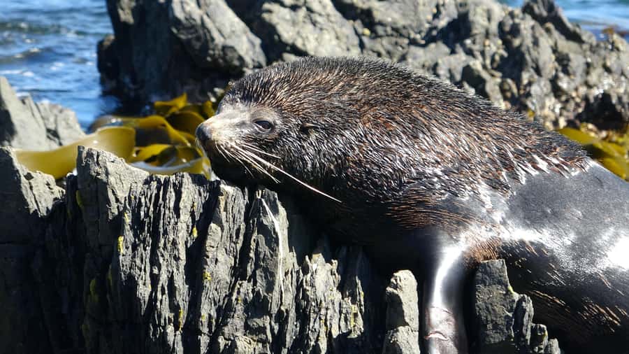 Wellington: Half Day Seal Coast Safari - Why this Wellington safari is worth your half-day