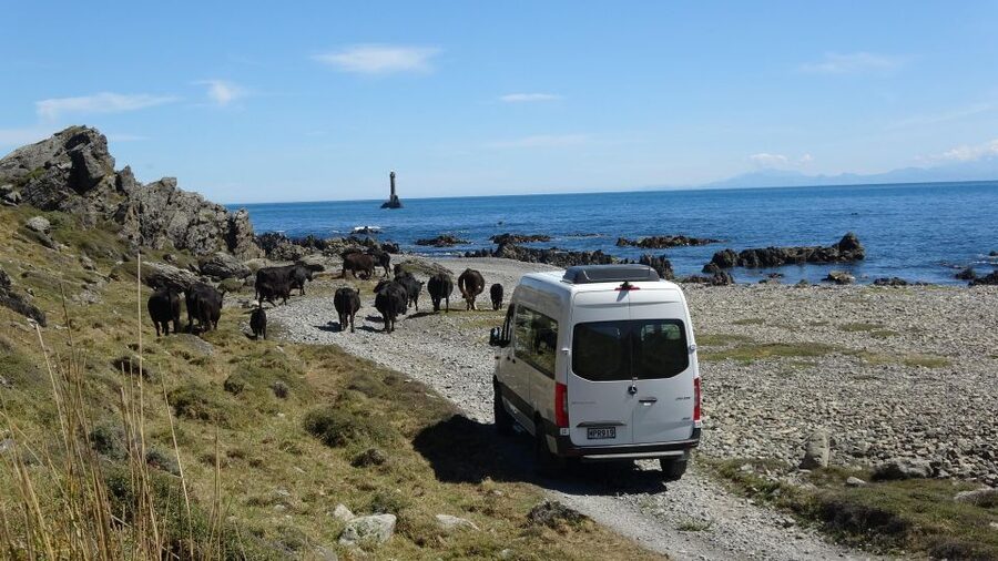 Wellington: Half Day Seal Coast Safari - Pickup points and cruise timing