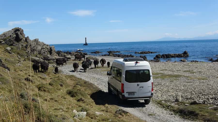 Wellington: Half Day Seal Coast Safari - Who will enjoy this most