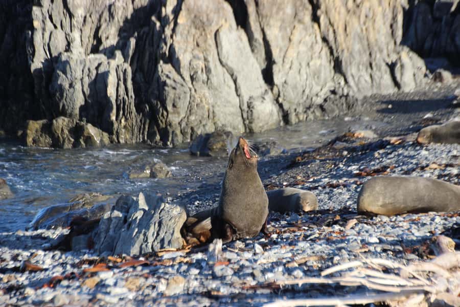 Wellington: Half Day Seal Coast Safari - Across Terawhiti Station by private 4WD
