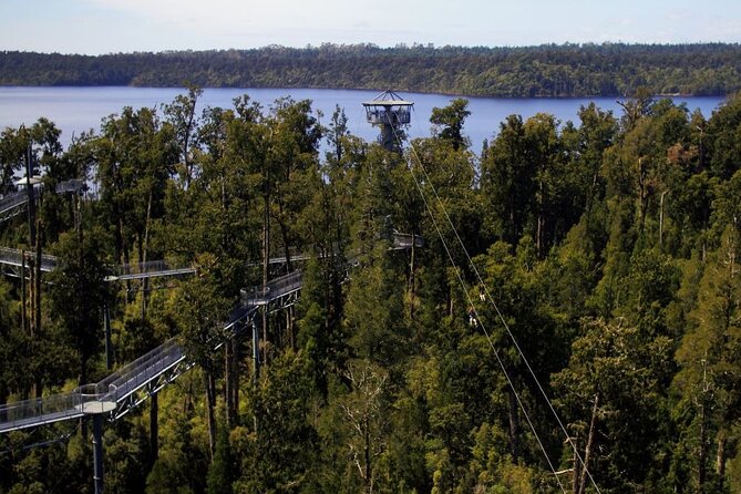 West Coast Tower Zipline & Treetop Walk Combo - Walking through the Rimu rainforest