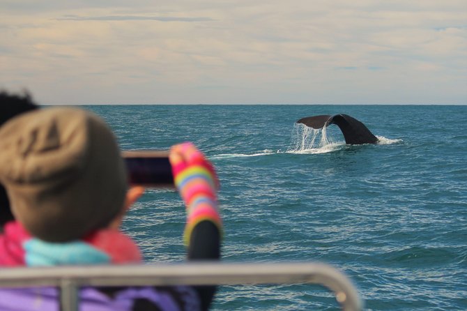 Whale Watching in Kaikoura by Boat - From Whaleway Station to the open sea