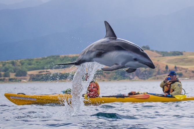 Whale Watching in Kaikoura by Boat - Comfort, clothing, and seasickness
