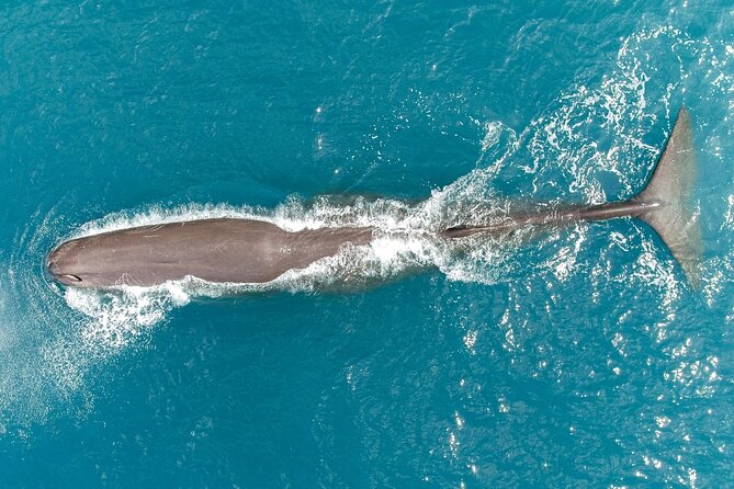 Whale Watching in Kaikoura by Boat - Booking, weather, and cancellations