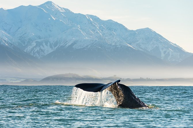 Whale Watching in Kaikoura by Boat - What happens during the 2.5 hours on the water