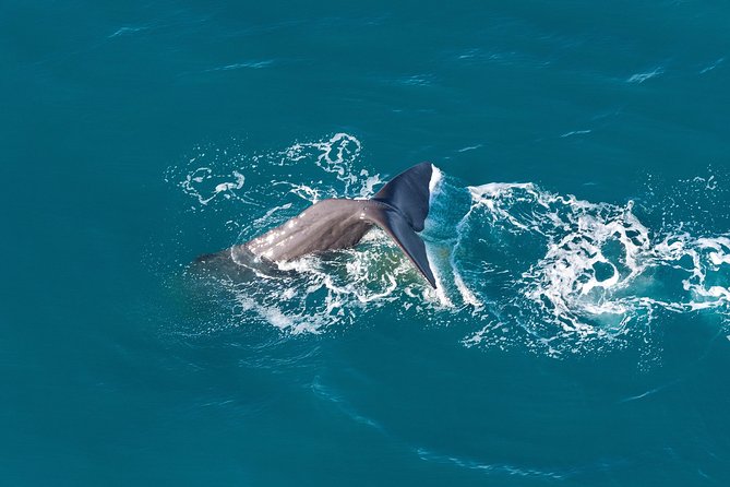 Whale Watching in Kaikoura - Ultimate Experience - Why an aerial whale flight suits Kaikoura