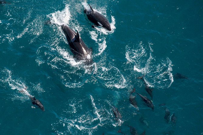 Whale Watching in Kaikoura - Ultimate Experience - The Kaikoura coast, peninsula, and mountain views