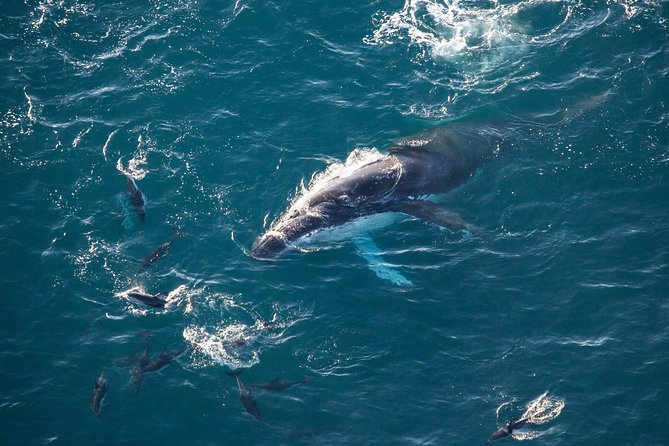 Whale Watching in Kaikoura - Ultimate Experience - Comfort, group size, and who should book
