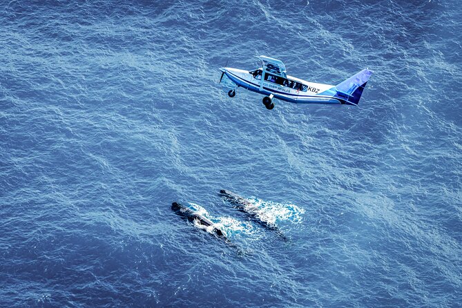 Whale Watching in Kaikoura - Ultimate Experience - The safety briefing and wildlife presentation
