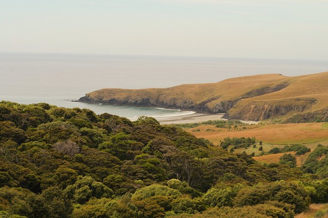 Wildlife and Penguin Tour - Timing matters more than usual