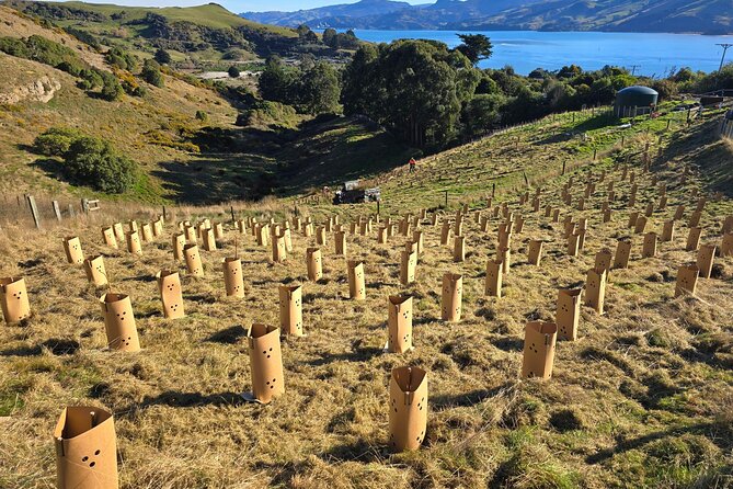 Wildlife and Penguin Tour - Is $46.54 a fair price?