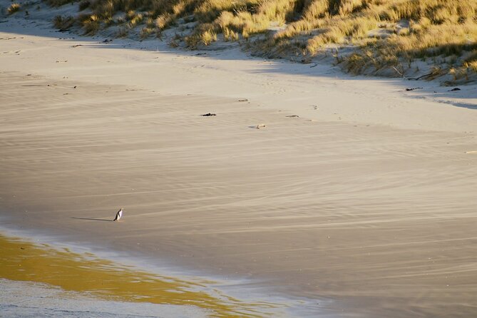 Wildlife and Penguin Tour - Three stages, each with a different purpose