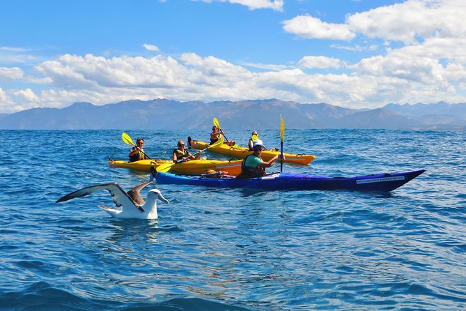 Wildlife Sea Kayaking Tour - Kaikoura - Paddling beside Kaikoura’s fur seals