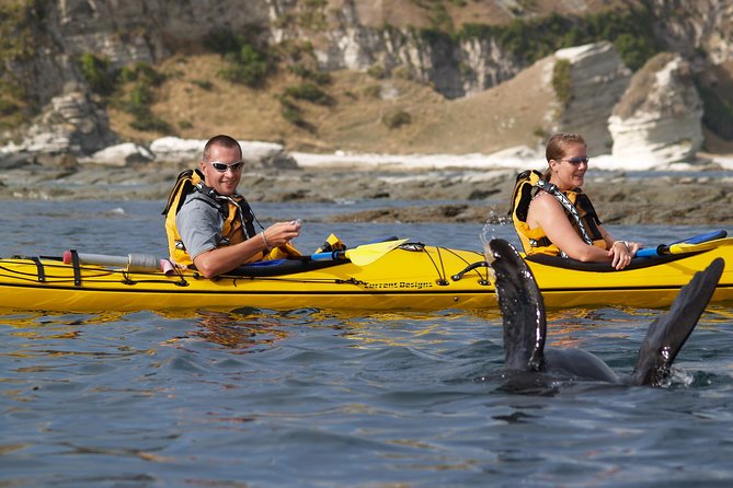 Wildlife Sea Kayaking Tour - Kaikoura - How the guides shape the day