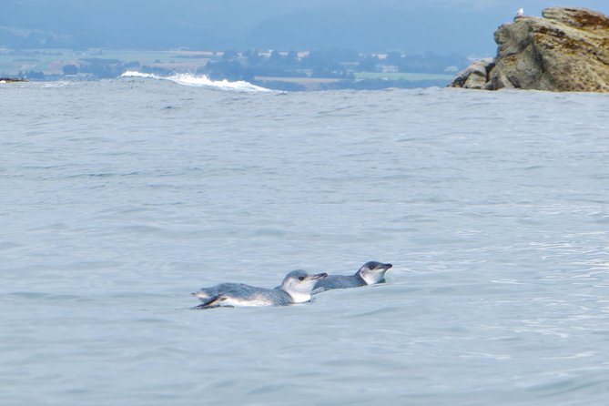 Wildlife Sea Kayaking Tour - Kaikoura - Weather, clothing, and physical effort